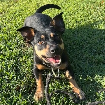 Daphne, an adoptable Mixed Breed in Beresford, SD, 57004 | Photo Image 1
