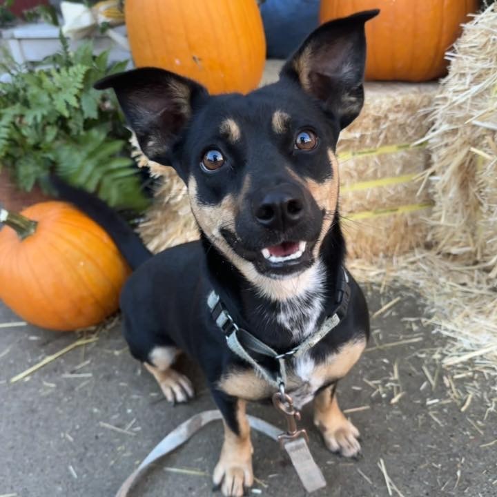 Daphne, an adoptable Mixed Breed in Beresford, SD, 57004 | Photo Image 1