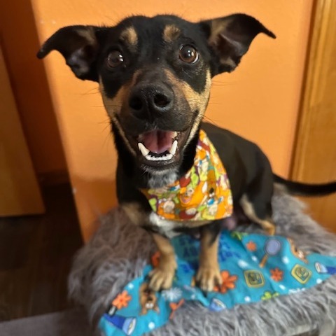 Daphne, an adoptable Mixed Breed in Beresford, SD, 57004 | Photo Image 2