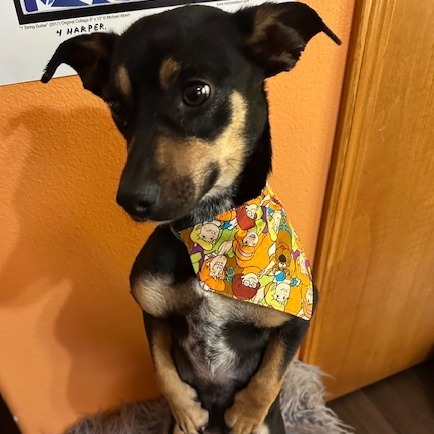 Daphne, an adoptable Mixed Breed in Beresford, SD, 57004 | Photo Image 3