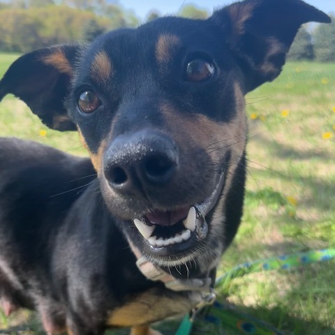 Daphne, an adoptable Mixed Breed in Beresford, SD, 57004 | Photo Image 3