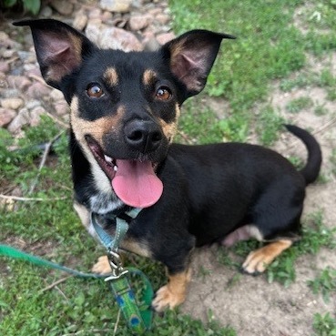Daphne, an adoptable Mixed Breed in Beresford, SD, 57004 | Photo Image 4