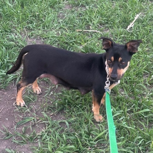 Daphne, an adoptable Mixed Breed in Beresford, SD, 57004 | Photo Image 5
