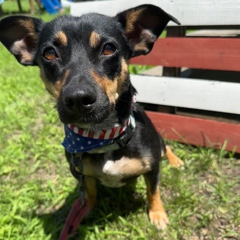 Daphne, an adoptable Mixed Breed in Beresford, SD, 57004 | Photo Image 5