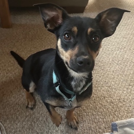 Daphne, an adoptable Mixed Breed in Beresford, SD, 57004 | Photo Image 6