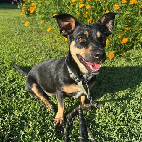 Daphne, an adoptable Mixed Breed in Beresford, SD, 57004 | Photo Image 6