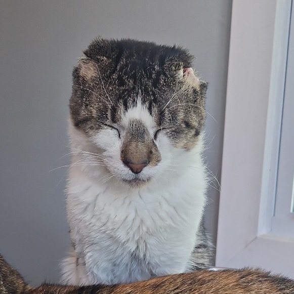 Mango, an adoptable Domestic Short Hair in Buffalo, MN, 55313 | Photo Image 1