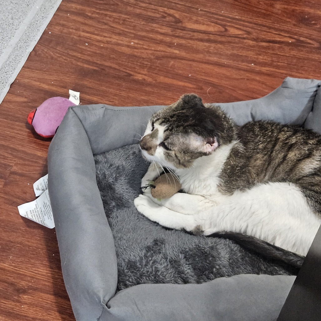 Mango, an adoptable Domestic Short Hair in Buffalo, MN, 55313 | Photo Image 2