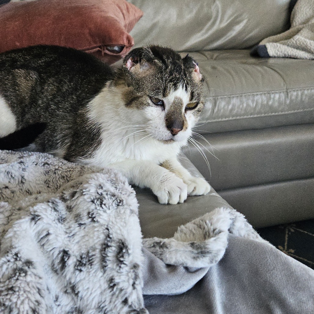 Mango, an adoptable Domestic Short Hair in Buffalo, MN, 55313 | Photo Image 4