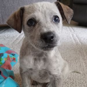 Journey, Baby Female Mixed Breed
