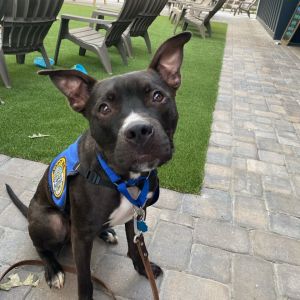 Almond, Adult Male Boxer