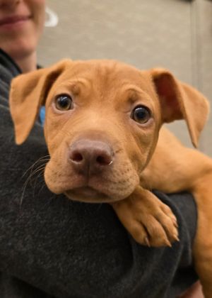Creme Brulee 56451 Mixed Breed Dog