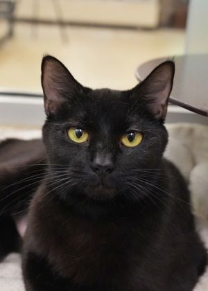 Oro 56721 Domestic Short Hair Cat