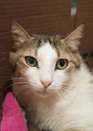Raba found herself in a tough spot after Hurricane Helene destroyed her elderly owners home leavin