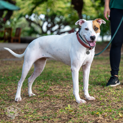 Maya, an adoptable Terrier, Mixed Breed in Honolulu, HI, 96826 | Photo Image 1