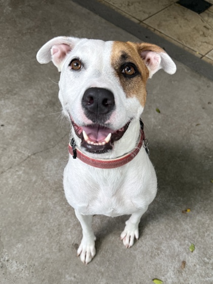 Maya, an adoptable Terrier, Mixed Breed in Honolulu, HI, 96826 | Photo Image 1