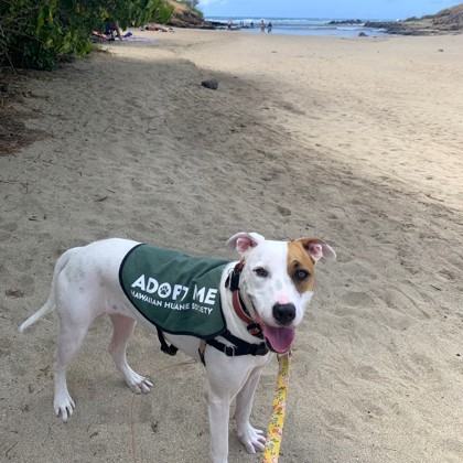 Maya, an adoptable Terrier, Mixed Breed in Honolulu, HI, 96826 | Photo Image 2