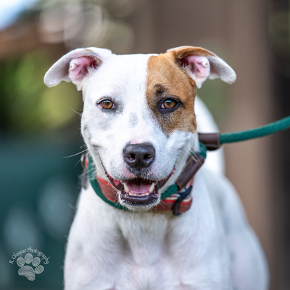 Maya, an adoptable Terrier, Mixed Breed in Honolulu, HI, 96826 | Photo Image 2