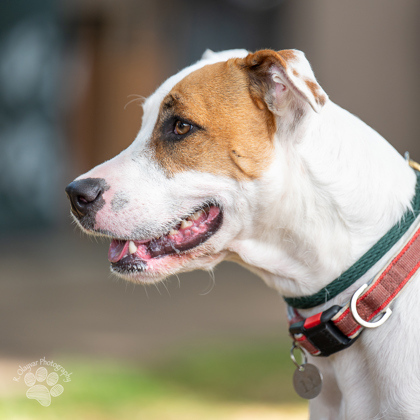 Maya, an adoptable Terrier, Mixed Breed in Honolulu, HI, 96826 | Photo Image 3
