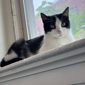 Penelope, Princess Penelope, Young Female Domestic Short Hair