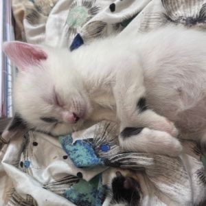 Fluffers, Baby Female Domestic Short Hair