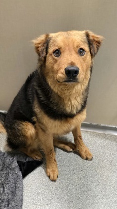 Norris Shepherd Dog