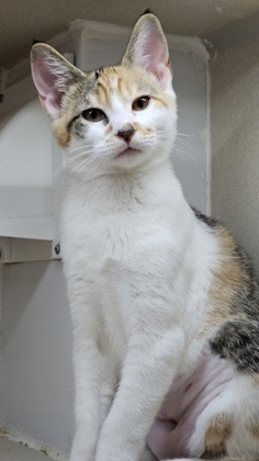 Cameron Domestic Short Hair Cat