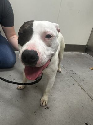 Sugar Bear Pit Bull Terrier Dog