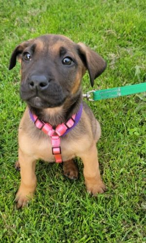 Armond Labrador Retriever Dog