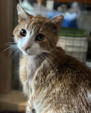 Meet Hobbes Hes a former street cat who came to us in rough shape with a neck wound and now