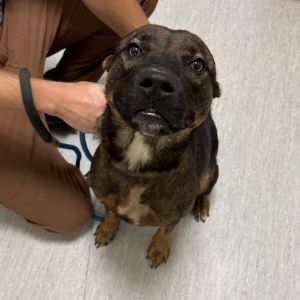 Draco, Young Male Mixed Breed