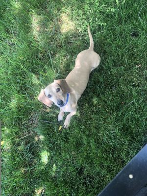 Marley, Adult Male Dachshund