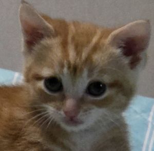 Lady Ambers orange shines through in her goofy antics She loves to play with all the toys and of co