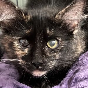 Billie is used to being around big dogs and other cats Not tested with small dogs They have not be