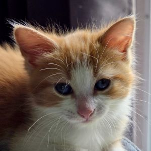 Meet Arch Duke Firebottom Orange royalty with a heart of gold Arch Duke Firebottom  Archy is as 