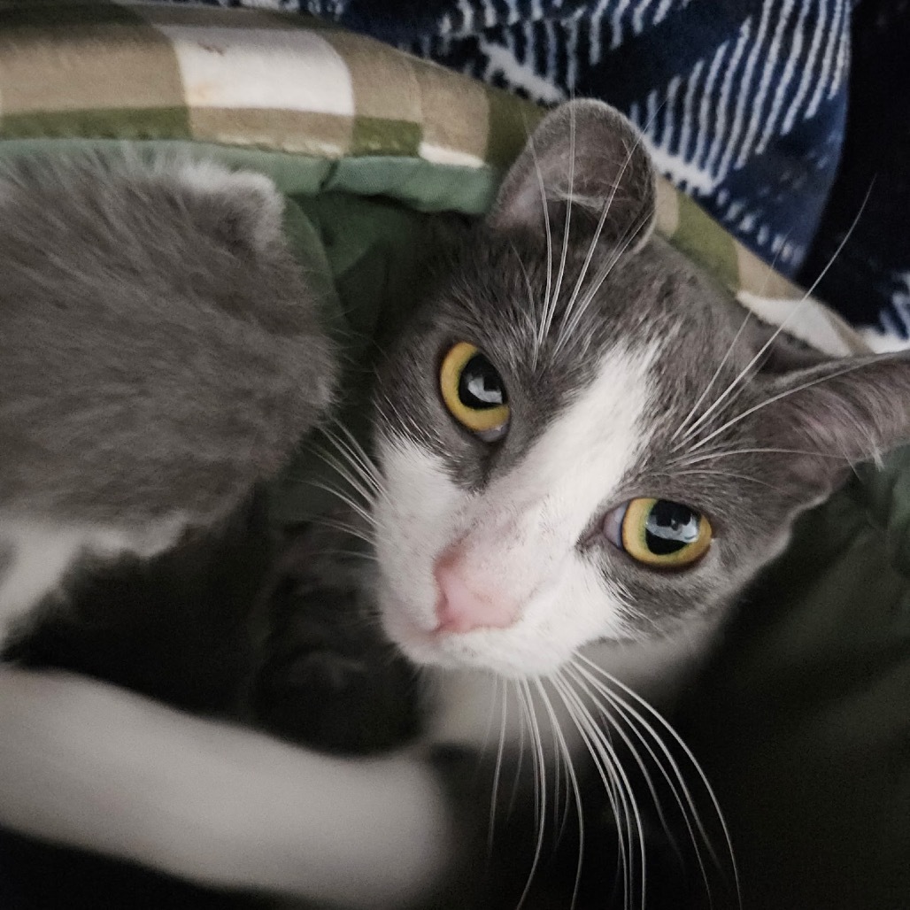 Gracie