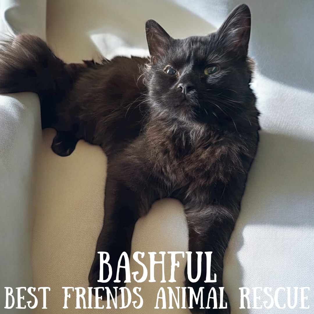 Bashful, an adoptable Domestic Long Hair in Wasilla, AK, 99654 | Photo Image 1