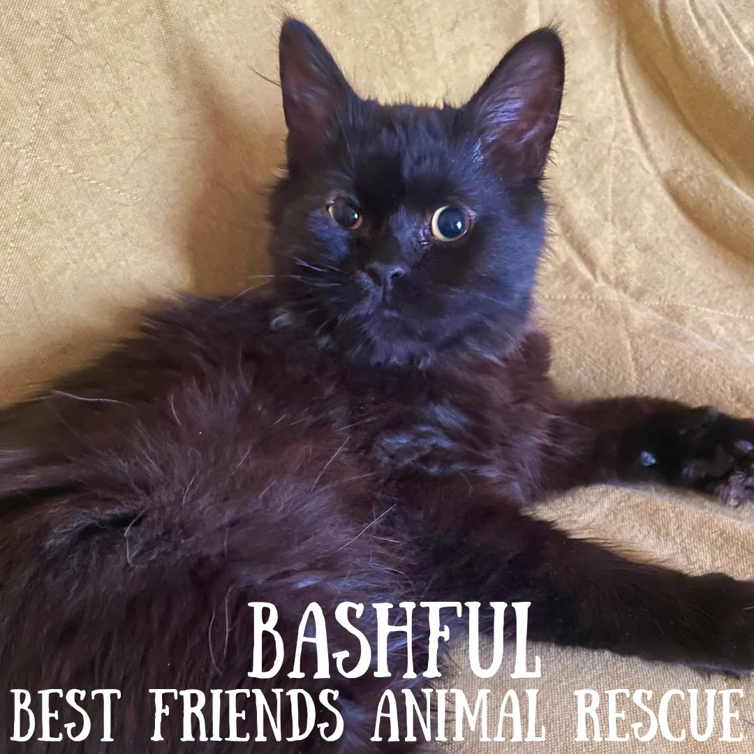 Bashful