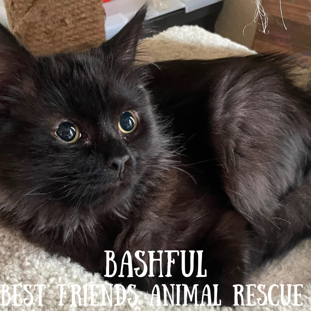 Bashful, an adoptable Domestic Long Hair in Wasilla, AK, 99654 | Photo Image 3
