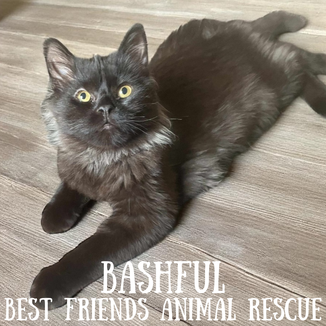 Bashful