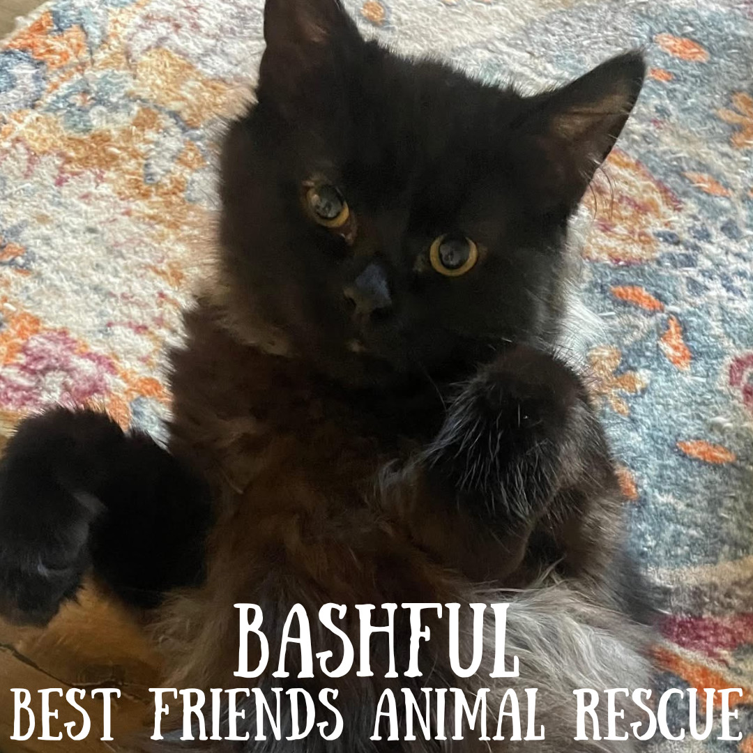 Bashful, an adoptable Domestic Long Hair in Wasilla, AK, 99654 | Photo Image 5