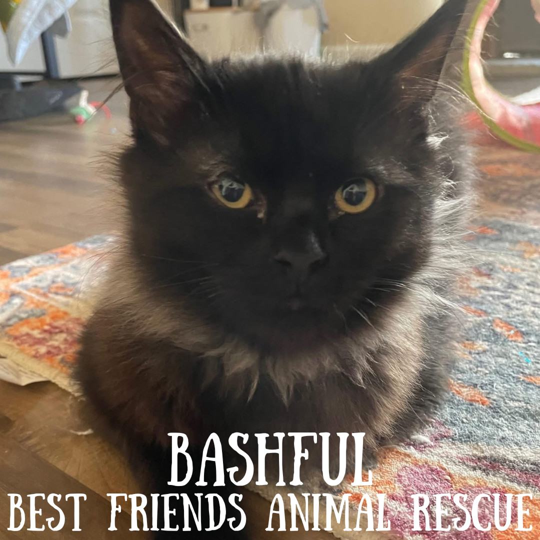 Bashful, an adoptable Domestic Long Hair in Wasilla, AK, 99654 | Photo Image 6