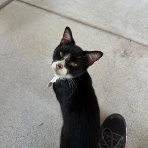Bell 9- Camilo, Young Male unknown