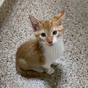Fanta, Baby Male unknown
