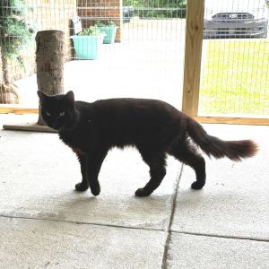 Bell 10- Felix, Adult Male unknown