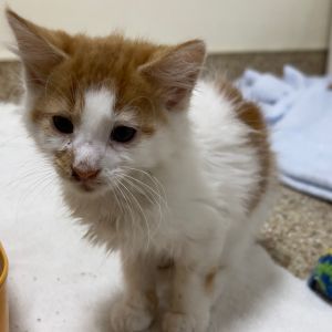 Sunkist, Baby Male unknown