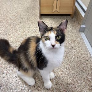 Bell 13- Mirabel, Adult Female Domestic Short Hair