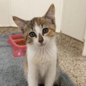 Clementine, Baby Female unknown