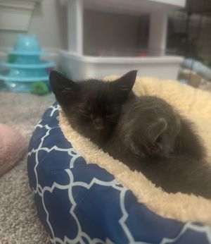 Jet, Baby Male Domestic Short Hair