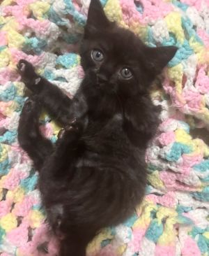Violet, Baby Female American Shorthair